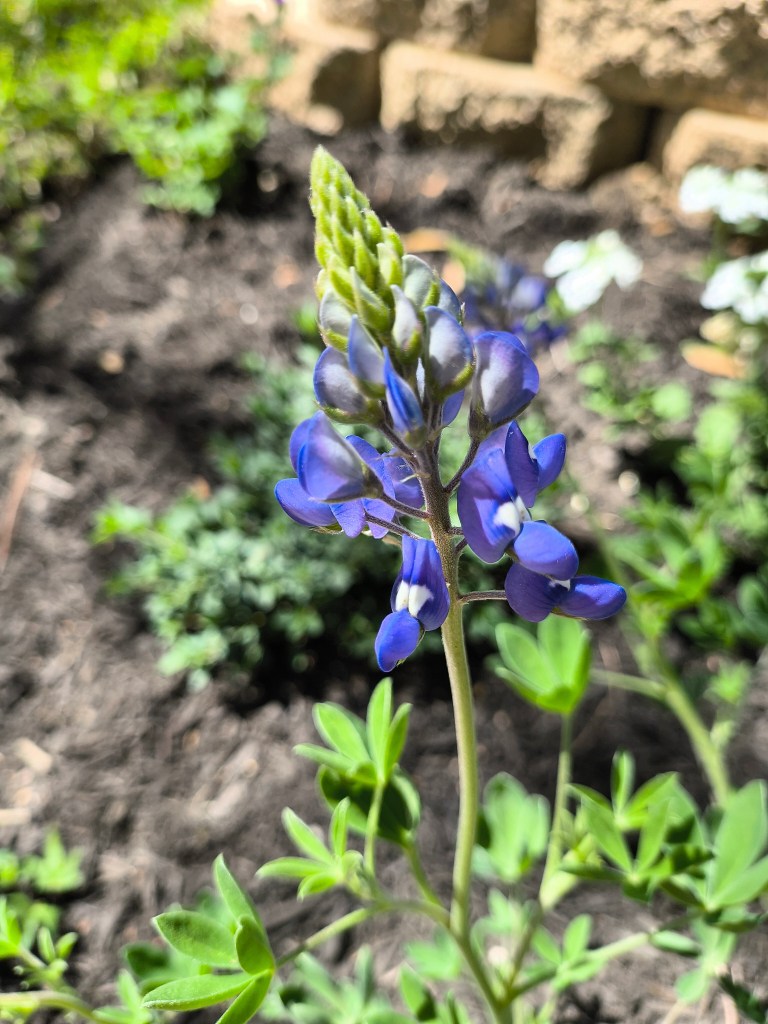 Bluebonnets are blooming in Royalview's backyard garden.  acrossthelake.blog