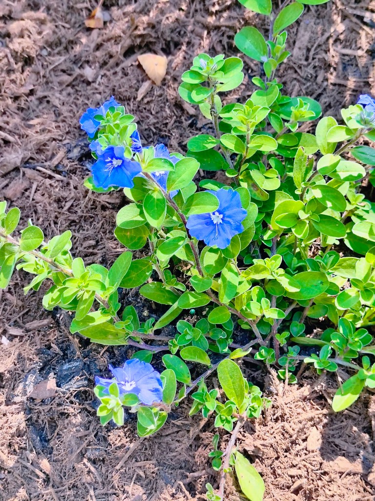 Blue Daze plant at Royalview.
acrossthelake.blog
https://www.welivewild.com/