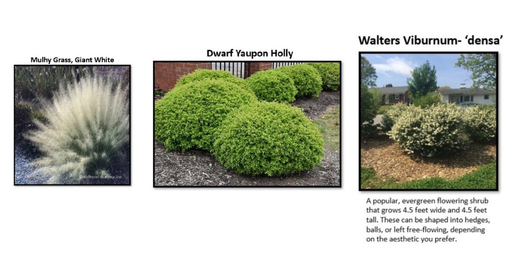 New garden species for Royalview.  All native Texas plants.
acrossthelake.blog
https://www.welivewild.com/