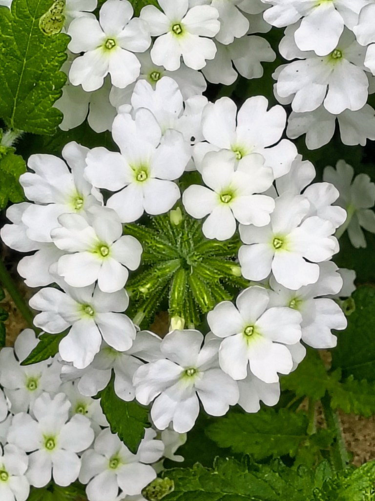 White Verbena
acrossthelake.blog
