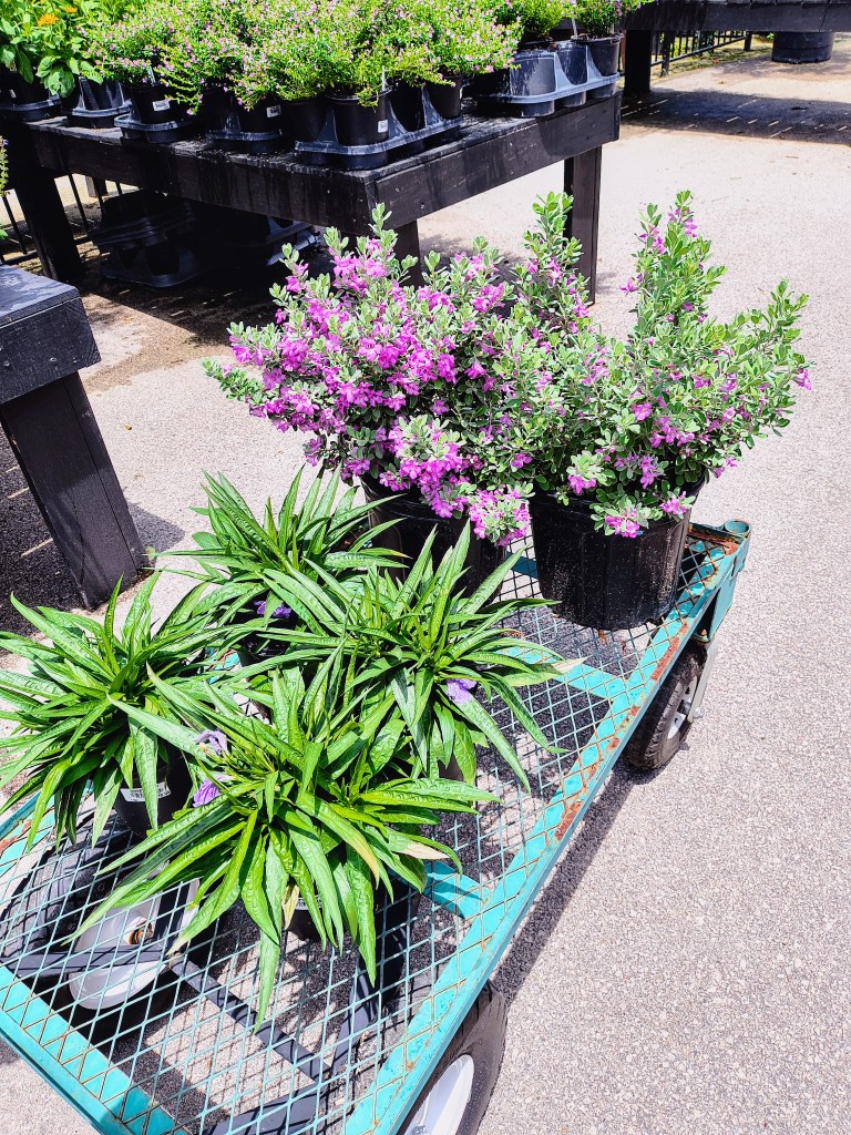 Silver Star Texas Sage, and Southern Star Blue Ruellia.
acrossthelake.blog