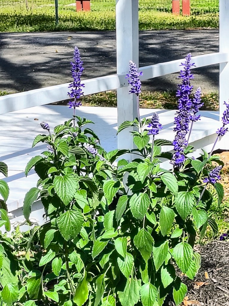 Beautiful purple Salvia flowers. acrossthelake.blog