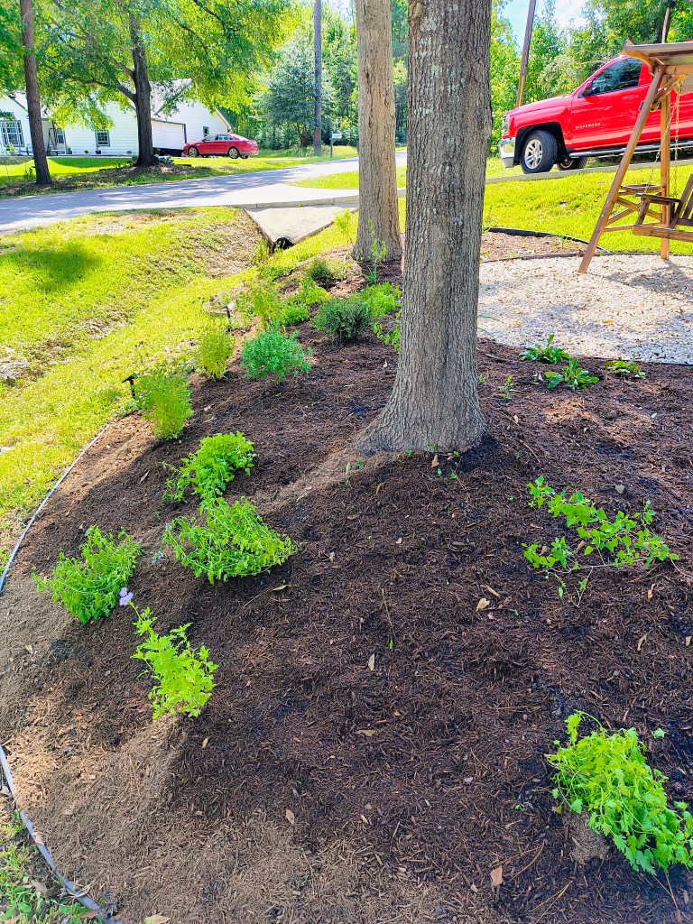 Royalview's front South garden after transformation.
acrossthelake.blog
https://www.welivewild.com/