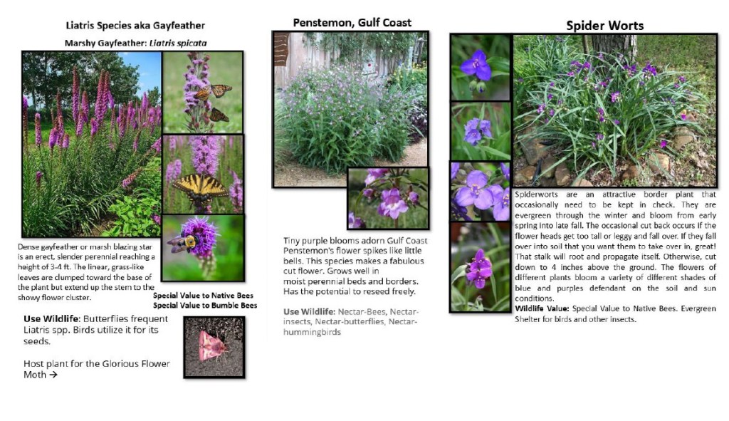 New garden species for Royalview.  All native Texas plants.
acrossthelake.blog
https://www.welivewild.com/
