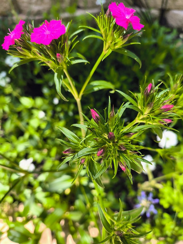 Bright pink Dianthus.
acrossthelake.blog