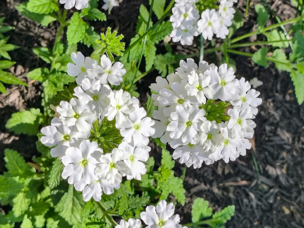 Beautiful white Verbena flowers from acrossthelake.blog