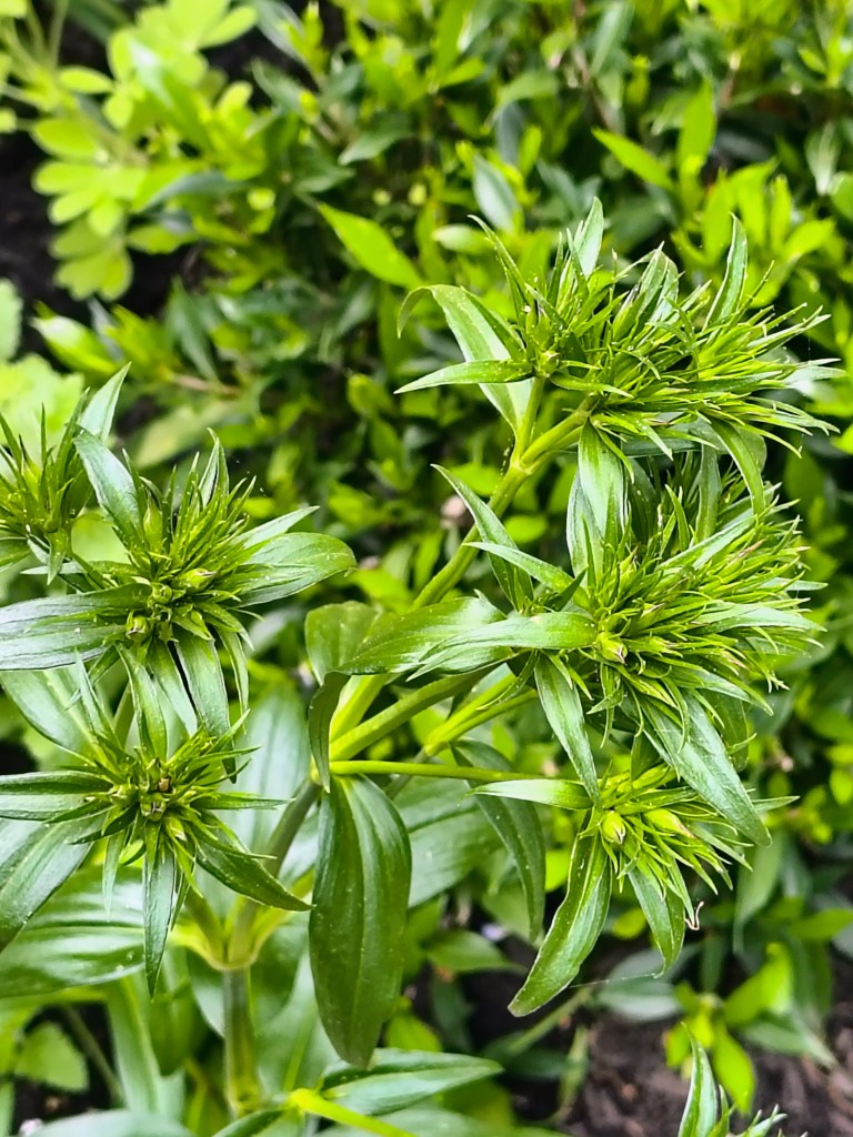Dianthus Buds
acrossthelake.blog