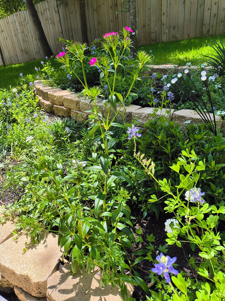 Very tall bright pink Dianthus.
acrossthelake.blog