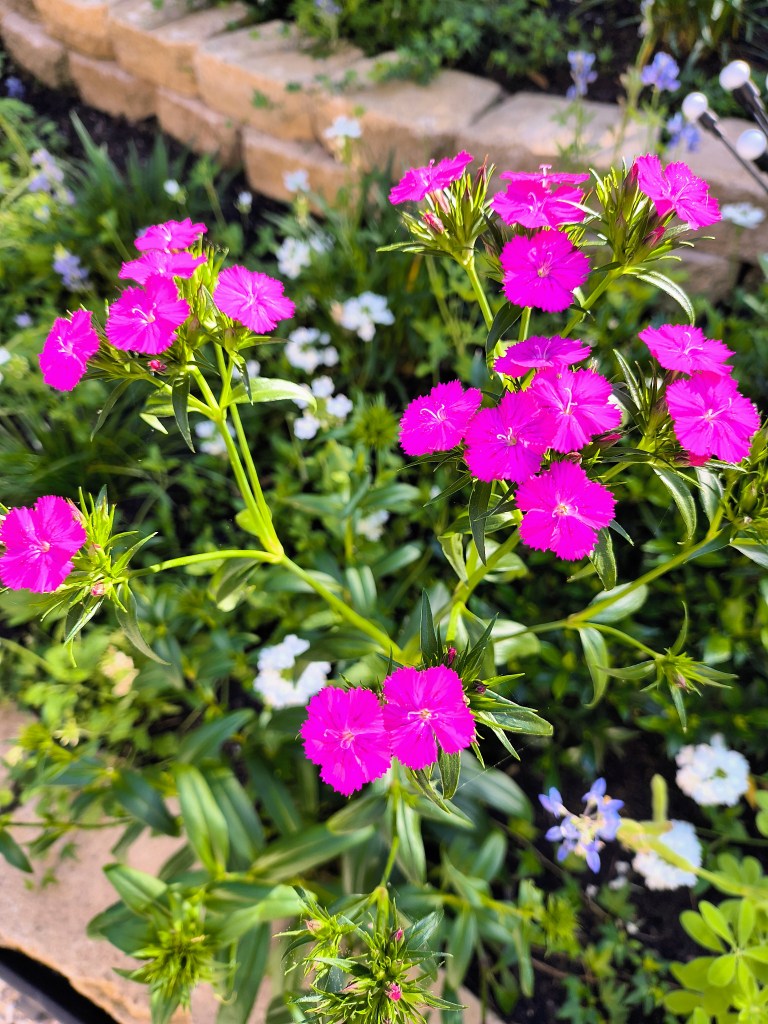 Beautiful Fuchsia Dianthus.
acrossthelake.blog
