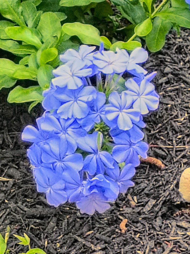 Plumbago
acrossthelake.blog