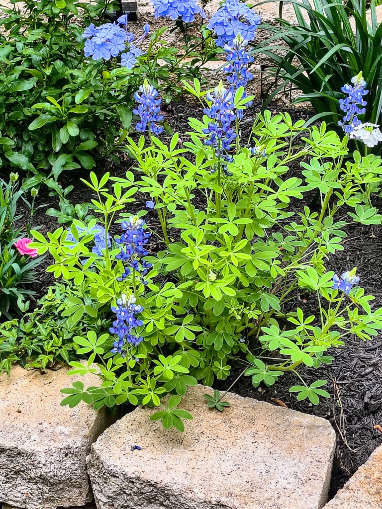 Texas Bluebonnets at Royalview
acrossthelake.blog